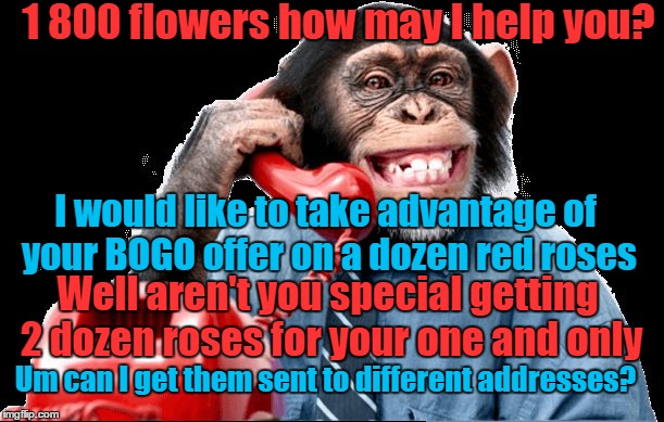 Monkey on phone | 1 800 flowers how may I help you? I would like to take advantage of your BOGO offer on a dozen red roses; Well aren't you special getting 2 dozen roses for your one and only; Um can I get them sent to different addresses? | image tagged in monkey on phone | made w/ Imgflip meme maker