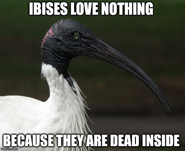 bin chicken of doom | IBISES LOVE NOTHING; BECAUSE THEY ARE DEAD INSIDE | image tagged in bin chicken,ibis,dead inside,nihilism | made w/ Imgflip meme maker
