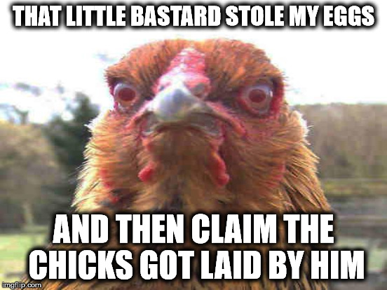 THAT LITTLE BASTARD STOLE MY EGGS AND THEN CLAIM THE CHICKS GOT LAID BY HIM | made w/ Imgflip meme maker