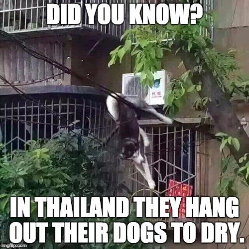 DID YOU KNOW? IN THAILAND THEY HANG OUT THEIR DOGS TO DRY. | image tagged in memes,funny | made w/ Imgflip meme maker