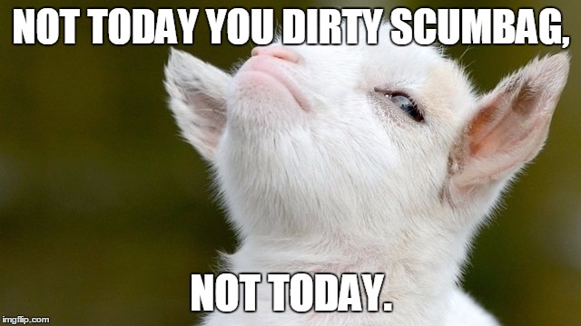 NOT TODAY YOU DIRTY SCUMBAG, NOT TODAY. | image tagged in goat,scumbag,cute | made w/ Imgflip meme maker