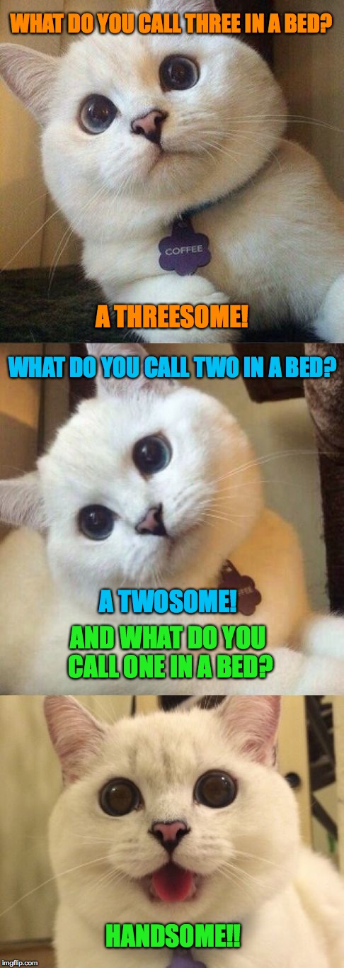 bed numbers :-) | WHAT DO YOU CALL THREE IN A BED? A THREESOME! WHAT DO YOU CALL TWO IN A BED? A TWOSOME! AND WHAT DO YOU CALL ONE IN A BED? HANDSOME!! | image tagged in bad pun cat | made w/ Imgflip meme maker