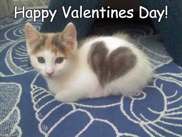 Cute Kitten Heart | Happy Valentines Day! | image tagged in valentines,cat,love,adorable,happy,sweet | made w/ Imgflip meme maker
