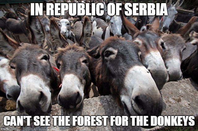 IN REPUBLIC OF SERBIA | IN REPUBLIC OF SERBIA; CAN'T SEE THE FOREST FOR THE DONKEYS | image tagged in republic,serbia,see,forest,donkey,tree | made w/ Imgflip meme maker