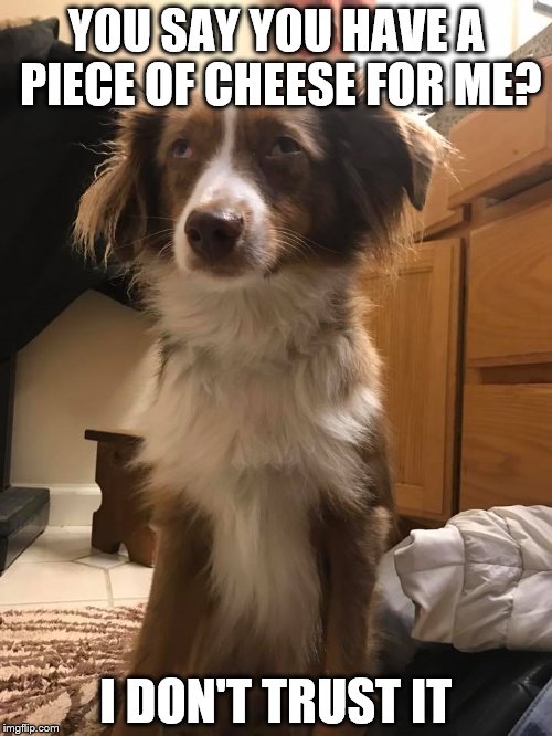 YOU SAY YOU HAVE A PIECE OF CHEESE FOR ME? I DON'T TRUST IT | image tagged in most suspicious dog | made w/ Imgflip meme maker