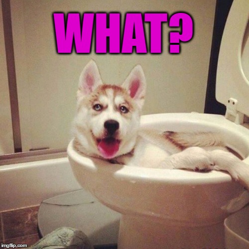 Canine Jacuzzi | WHAT? | image tagged in funny memes,wmp,dog,toilet | made w/ Imgflip meme maker
