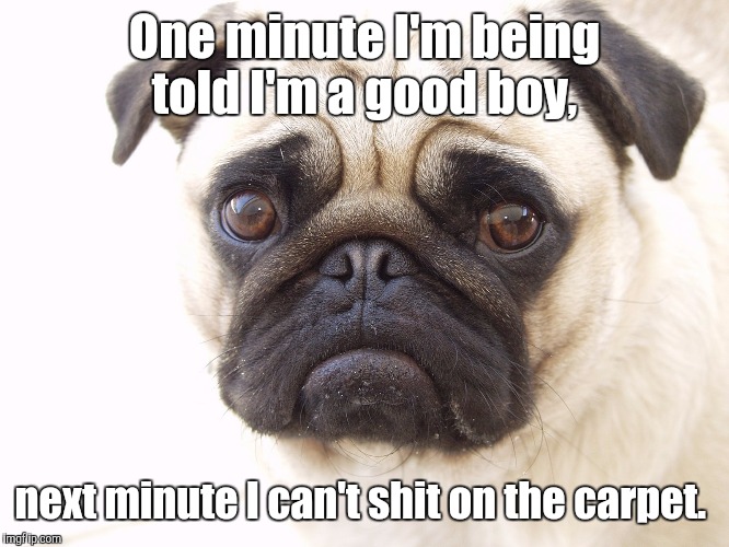 One minute I'm being told I'm a good boy, next minute I can't shit on the carpet. | made w/ Imgflip meme maker