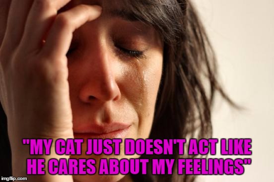 First World Problems Meme | "MY CAT JUST DOESN'T ACT LIKE HE CARES ABOUT MY FEELINGS" | image tagged in memes,first world problems | made w/ Imgflip meme maker