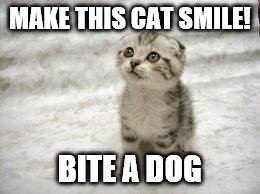 Not so hard | MAKE THIS CAT SMILE! BITE A DOG | image tagged in memes,sad cat | made w/ Imgflip meme maker