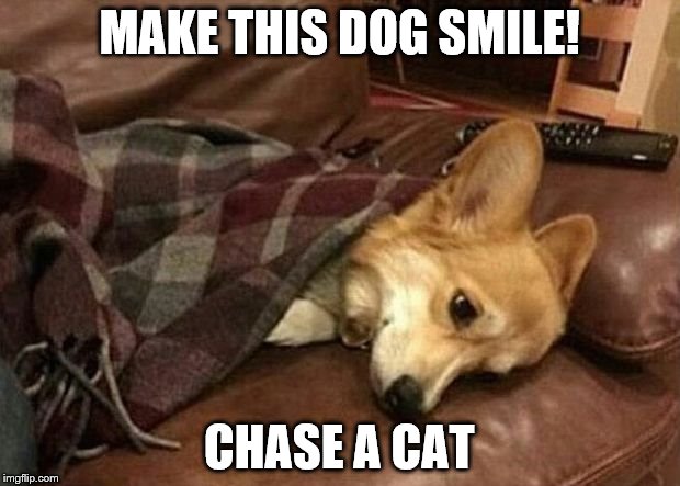 Do it for him | MAKE THIS DOG SMILE! CHASE A CAT | image tagged in sad dog | made w/ Imgflip meme maker