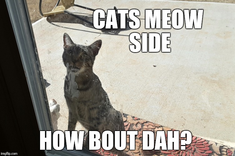 Cats meow side | CATS MEOW SIDE; HOW BOUT DAH? | image tagged in cat | made w/ Imgflip meme maker