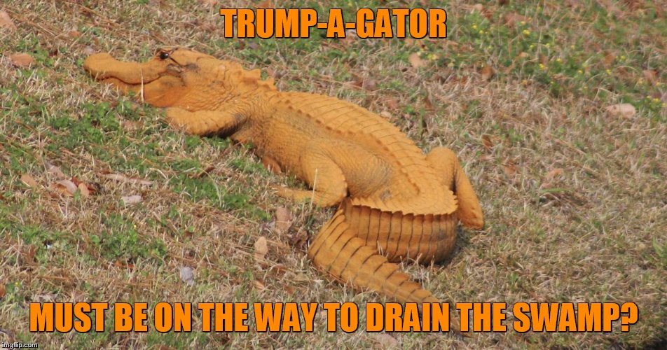 may be late with this one just saw it on the news today. | TRUMP-A-GATOR; MUST BE ON THE WAY TO DRAIN THE SWAMP? | image tagged in trump a gator,memes,funny | made w/ Imgflip meme maker