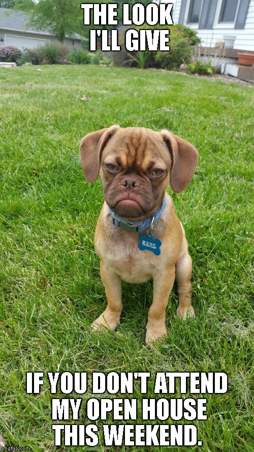 Earl The Grumpy Dog | THE LOOK I'LL GIVE; IF YOU DON'T ATTEND MY OPEN HOUSE THIS WEEKEND. | image tagged in earl the grumpy dog | made w/ Imgflip meme maker