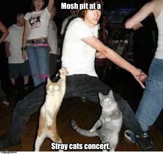 Cat dance.  | Mosh pit at a; Stray cats concert. | image tagged in cat dance | made w/ Imgflip meme maker