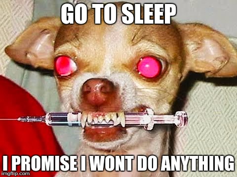 GO TO SLEEP; I PROMISE I WONT DO ANYTHING | image tagged in memes,dogs,evil,drugs | made w/ Imgflip meme maker