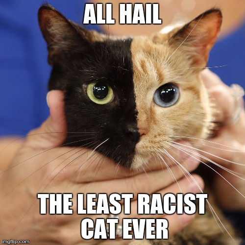 ALL HAIL; THE LEAST RACIST CAT EVER | image tagged in cats,racist,anti racist,memes | made w/ Imgflip meme maker