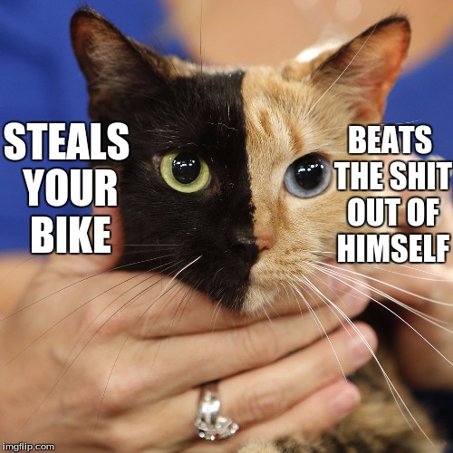 BEATS THE SHIT OUT OF HIMSELF; STEALS YOUR BIKE | image tagged in cat,racist,funny memes,black guy,white guy,funny | made w/ Imgflip meme maker