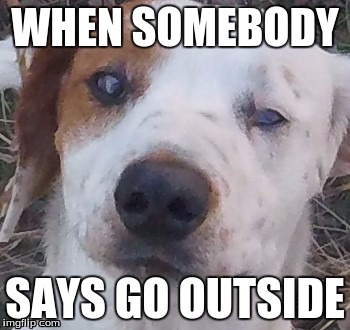 First one | WHEN SOMEBODY; SAYS GO OUTSIDE | image tagged in dog | made w/ Imgflip meme maker