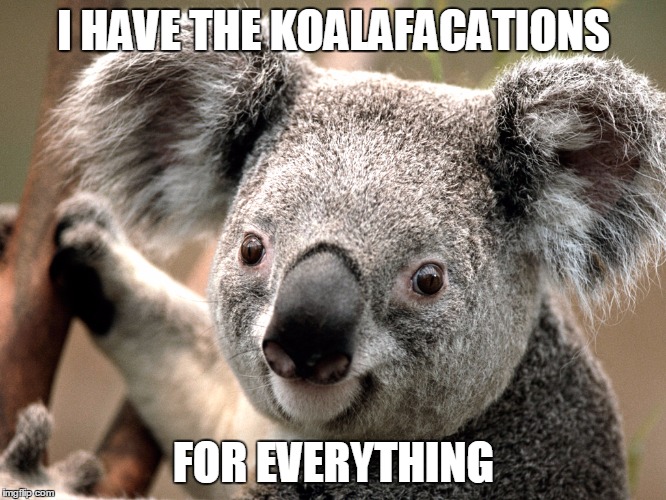 koala pun | I HAVE THE KOALAFACATIONS; FOR EVERYTHING | image tagged in koala meme | made w/ Imgflip meme maker