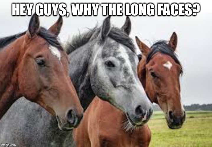 Horses  | HEY GUYS, WHY THE LONG FACES? | image tagged in horse face | made w/ Imgflip meme maker