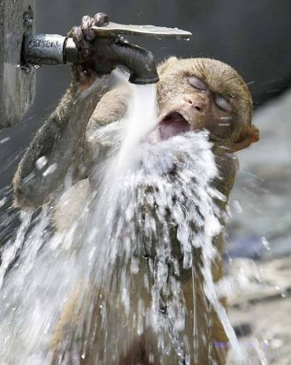 Monkey drinking from faucet Blank Meme Template