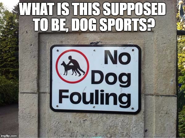 Apparently, dogs can compete in sports too.. shoutout to Raydog | WHAT IS THIS SUPPOSED TO BE, DOG SPORTS? | image tagged in bad luck raydog | made w/ Imgflip meme maker