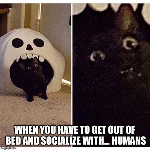 Shocked Cat | WHEN YOU HAVE TO GET OUT OF BED AND SOCIALIZE WITH... HUMANS | image tagged in memes,funny,cat,shock | made w/ Imgflip meme maker