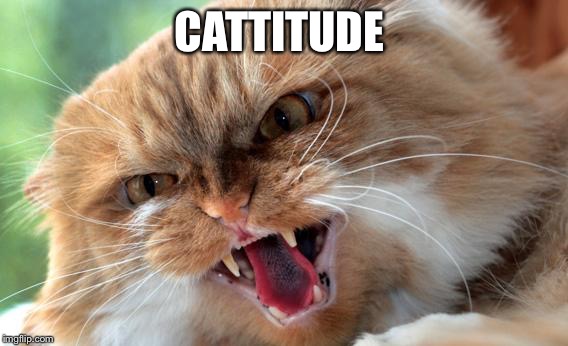 Say hello to my little friend  | CATTITUDE | image tagged in cats,scarface | made w/ Imgflip meme maker