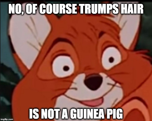 Sarcasm Fox | NO, OF COURSE TRUMPS HAIR; IS NOT A GUINEA PIG | image tagged in sarcasm fox | made w/ Imgflip meme maker
