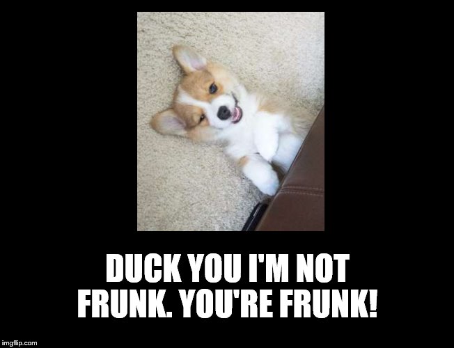 Sunday Morning. | DUCK YOU I'M NOT FRUNK. YOU'RE FRUNK! | image tagged in dog,drunk,sunday morning,frunk | made w/ Imgflip meme maker