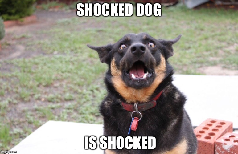 SHOCKED DOG; IS SHOCKED | image tagged in shocked dog | made w/ Imgflip meme maker