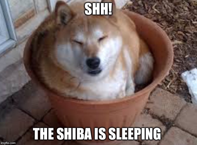 SHH! THE SHIBA IS SLEEPING | image tagged in shibas are awsome | made w/ Imgflip meme maker