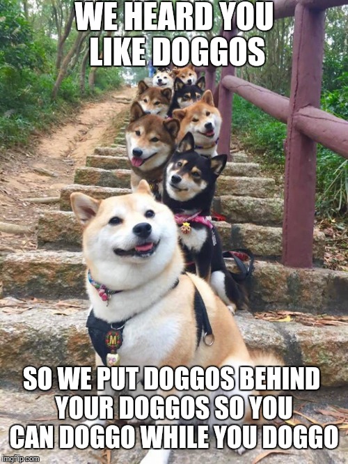 Doggos | WE HEARD YOU LIKE DOGGOS; SO WE PUT DOGGOS BEHIND YOUR DOGGOS SO YOU CAN DOGGO WHILE YOU DOGGO | image tagged in doggos | made w/ Imgflip meme maker