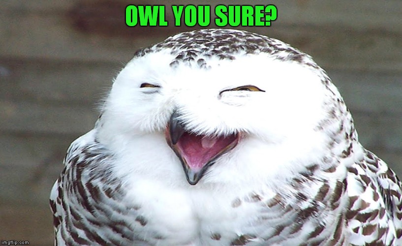OWL YOU SURE? | made w/ Imgflip meme maker
