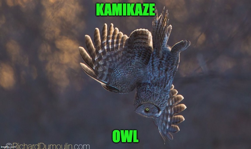 kamikazi owl | KAMIKAZE; OWL | image tagged in - | made w/ Imgflip meme maker