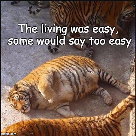 The living was easy, some would say too easy | The living was easy, some would say too easy | image tagged in easy,living,tiger | made w/ Imgflip meme maker