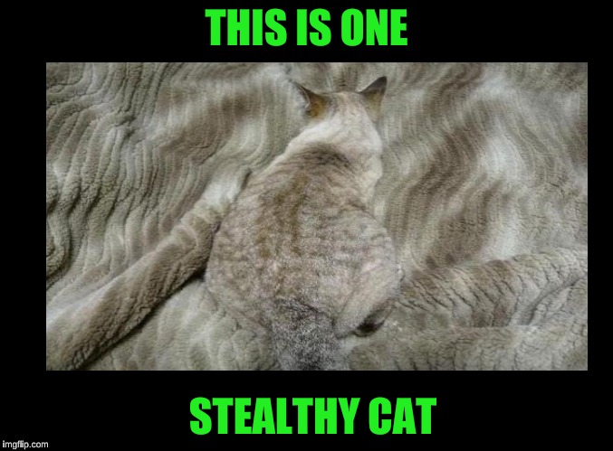 Como Cat | THIS IS ONE; STEALTHY CAT | image tagged in memes,funny | made w/ Imgflip meme maker