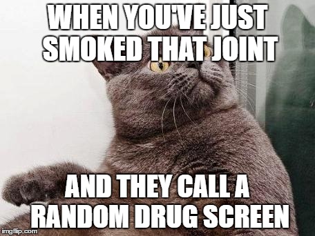 Surprised cat | WHEN YOU'VE JUST SMOKED THAT JOINT; AND THEY CALL A RANDOM DRUG SCREEN | image tagged in surprised cat | made w/ Imgflip meme maker