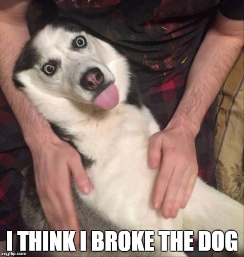 I THINK I BROKE THE DOG | image tagged in dogs | made w/ Imgflip meme maker