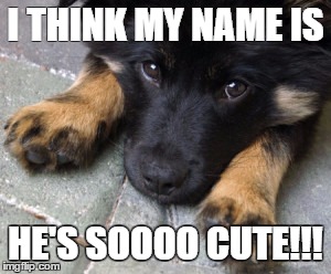 I THINK MY NAME IS; HE'S SOOOO CUTE!!! | image tagged in cute dog | made w/ Imgflip meme maker