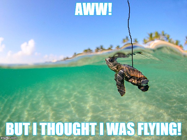 AWW! BUT I THOUGHT I WAS FLYING! | image tagged in awesome,turtle | made w/ Imgflip meme maker