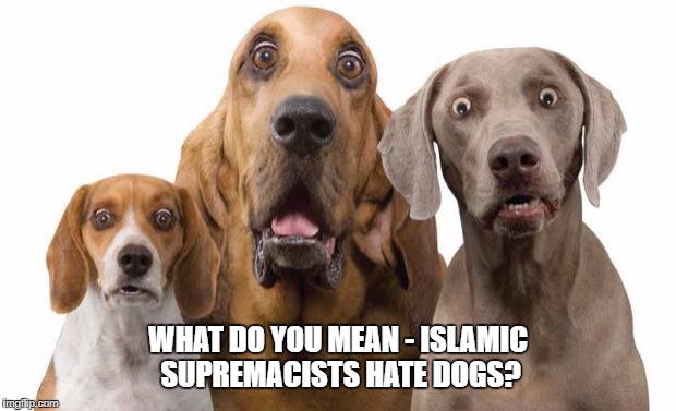 Dogsdogs | WHAT DO YOU MEAN - ISLAMIC SUPREMACISTS HATE DOGS? | image tagged in dogsdogs | made w/ Imgflip meme maker