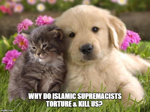 puppies and kittens | WHY DO ISLAMIC SUPREMACISTS TORTURE & KILL US? | image tagged in puppies and kittens | made w/ Imgflip meme maker