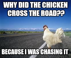 Why the chicken Cross the road | WHY DID THE CHICKEN CROSS THE ROAD?? BECAUSE I WAS CHASING IT | image tagged in why the chicken cross the road | made w/ Imgflip meme maker