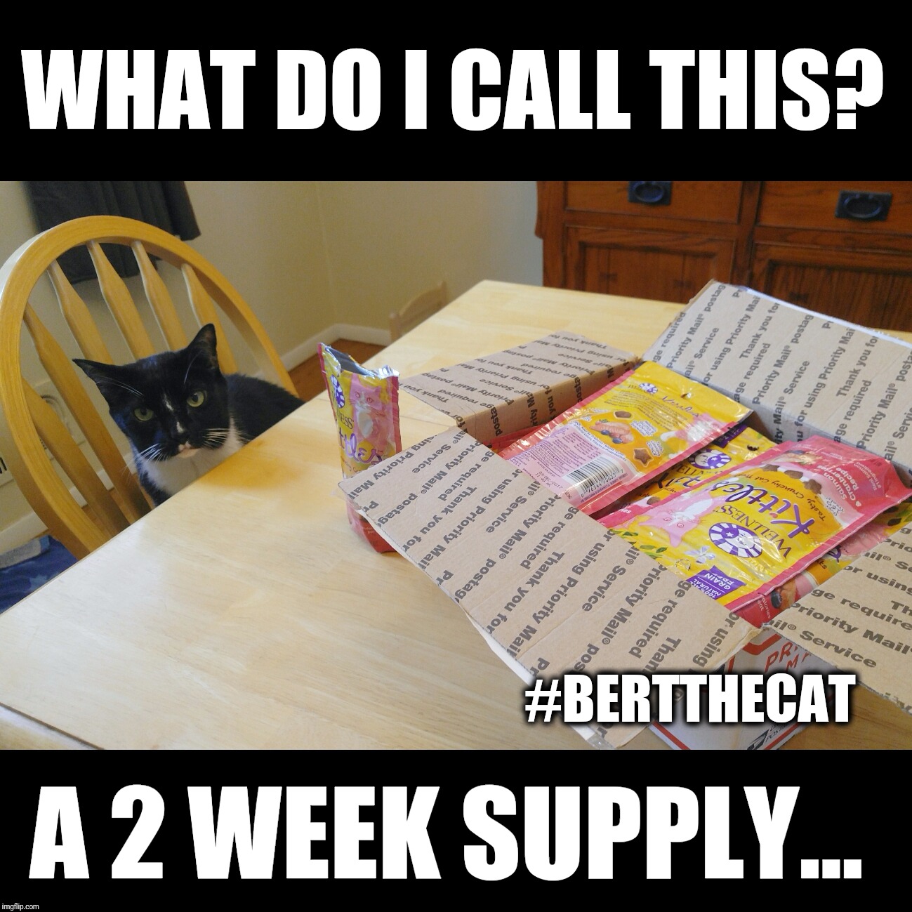 Two week supply  |  WHAT DO I CALL THIS? #BERTTHECAT; A 2 WEEK SUPPLY... | image tagged in bert the cat,treats,cats,funny,memes,cute | made w/ Imgflip meme maker