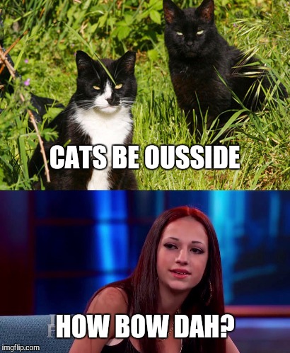 How bow dah? |  CATS BE OUSSIDE; HOW BOW DAH? | image tagged in cash me ousside how bow dah,how bow dah,cats,funny cats,memes | made w/ Imgflip meme maker
