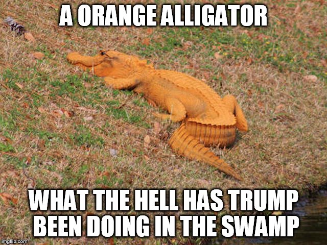A ORANGE ALLIGATOR; WHAT THE HELL HAS TRUMP BEEN DOING IN THE SWAMP | image tagged in funny meme | made w/ Imgflip meme maker