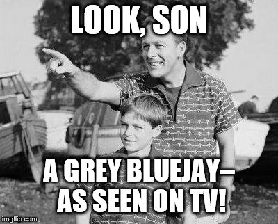 Grayjay | LOOK, SON; A GREY BLUEJAY– AS SEEN ON TV! | image tagged in memes,look son | made w/ Imgflip meme maker