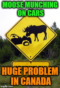 MOOSE MUNCHING ON CARS; HUGE PROBLEM IN CANADA | image tagged in memes,signs,moose | made w/ Imgflip meme maker
