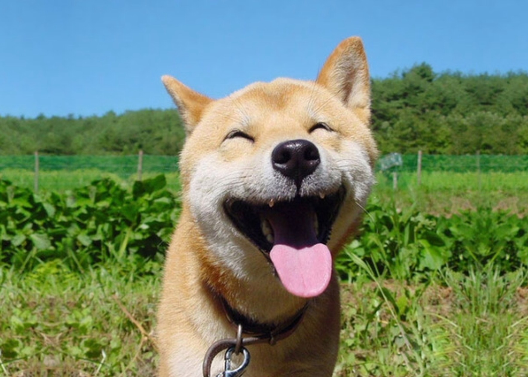 Smiling Shiba Blank Template Imgflip